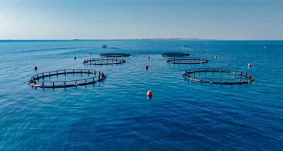 Under the directives of His Highness Sheikh Hamdan bin Zayed Al Nahyan, Ruler's Representative in Al Dhafra Region and Chairman of the Board of Directors of the Environment Agency – Abu Dhabi (EAD), and in alignment with the vision of Abu Dhabi's sustainable aquaculture policy, the Agency launched the first sea cages aquaculture project in the Emirate of Abu Dhabi.