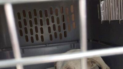 The dogs that have survived, mainly puppies, have been vomiting blood and are being cared for at the Australian Veterinary Hospital in Khalifa City. Courtesy Animal Action