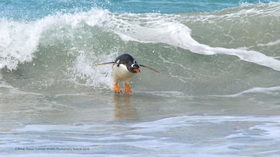 A Gentoo Penguin catches a sweet wave in Sandy Bay, Bleaker Island, Falkland Islands. Elmar Weiss / The Comedy Wildlife Photography Awards 2019