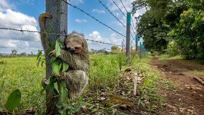 'No Place Like Home' by Emmanuel Tardy from France, of a brown-throated three-toed sloth clinging to a barbed wire fence post in Costa Rica. All Photos: PA