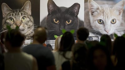 Attendees wait in line to look at cats for adoption at CatCon in Los Angeles. (Jae C Hong / AP)