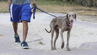 A Dubai tenant should insist on getting a written permission from the landlord to keep pets at home. Sarah Dea / The National