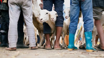 Goats are pictured as their prices are being negotiated by vendors and buyers at a livestock market where people buy sacrificial animals ahead of the Eid al-Adha celebrations in Sanaa, Yemen. Reuters