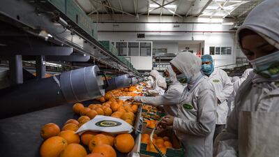 Mafa has more than 2,000 full-time workers. The company also hires thousands of day labourers each year, according to news reports. Getty Images