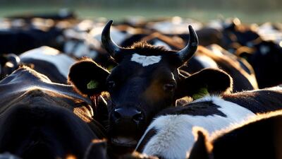 A no-deal Brexit could lead to thousands of cows being culled in Northern Ireland. Reuters