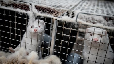 About two-thirds of mink in Denmark have already been culled. Reuters