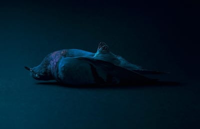 Theo Ellison, Entombment