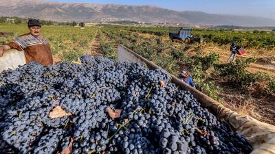 Lebanese and Syrian laborers harvest wine grapes at a vineyard of Chateau Kefraya winery near Kefraya village, in the Western Beqaa District of the Beqaa Governorate, Lebanon. EPA