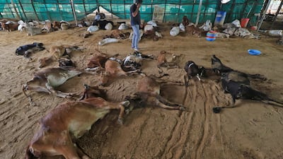 Cows killed by lumpy skin disease in Jaipur. AP