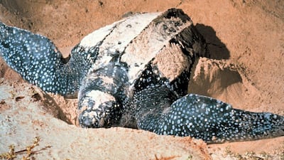 Watching turtles laying eggs, Grenada - Leatherback turtles regularly come back to the same beach where they were born to give birth - usually between April and July. It’s possible to stand in Levera Beach at night and watch the whole process by torchlight. AP Photo