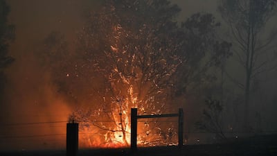 Smoke and flames rising from burning trees as bushfires hit the area around the town of Nowra in the Australian state of New South Wales. AFP