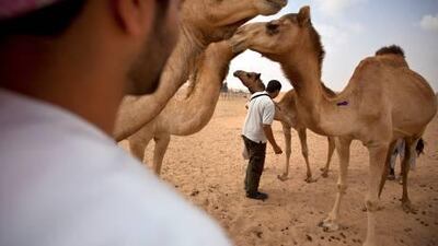 Exports of UAE camel milk to Europe will be delayed for at least another two years after the European Union cites concern over disease control measures.