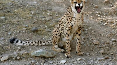 A male Asiatic cheetah in an enclosure in Tehran. AFP