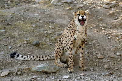 A male Asiatic cheetah named Koushki snarls in an enclosure at the Pardisan Park in Tehran. AFP