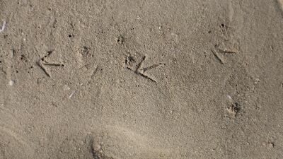 Mangroves are incredibly undervalued but so important, says marine biologist Arabella Willing. A bird's footprint in Abu Dhabi's mangrove. Lee Hoagland / The National