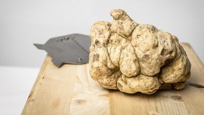 The truffle weights 580 grams. Courtesy Roberto’s Abu Dhabi