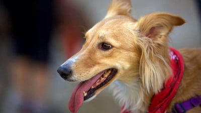 The seventh Human and K9 Ultimate Challenge is taking place on Friday, January 31 at Jebel Jais, Ras Al Khaimah. Courtesy HK9