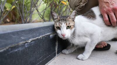 Honey, a stray cat that lives on the grounds of Al Bandar community, at Al Raha Beach. Hundreds of animal welfare volunteers in Abu Dhabi are set to benefit from a new government-backed initiative that aims to make it easier for people to look after stray animals. Khushnum Bhandari/ The National