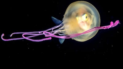 'Jelly Baby' by Fabien Michenet, from France. Highly Commended in the Under Water category. A juvenile jackfish peers out from inside a small jellyfish off the coast of Tahiti in French Polynesia. With nowhere to hide in the open ocean, it has adopted the jelly as an overnight travelling shelter, slipping under the umbrella. Courtesy Fabien Michenet / Wildlife Photographer of the Year