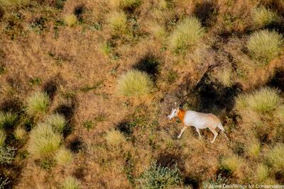 It was the late Sheikh Zayed, the Founding Father, who first noticed the rapid decline of scimitar-horned oryxes in the wild during the 1960s. Photo: Environment Agency – Abu Dhabi