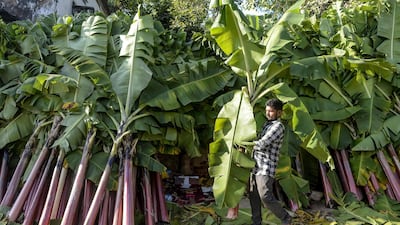 A vendor arranges banana leaves used for decorations on people's houses at a market during Diwali, the Hindu festival of lights, in Hyderabad on November 14, 2020. / AFP / NOAH SEELAM