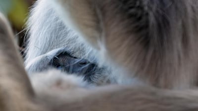 A baby langur looks at its mother from her lap on an oak tree in Dharmsala, India. AP Photo