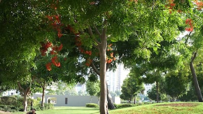 Researchers say nature has a therapeutic effect on human mind. Delores Johnson / The National