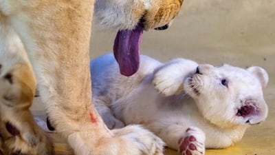 Lion mother Kiara plays with one of her three white lion cubs in their enclosure at the zoo in Magdeburg, Germany. AP Photo