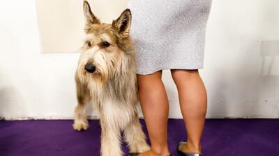 A Berger Picard stands with its handler during the 2019 Westminster Kennel Club Dog Show in New York. Photo: EPA