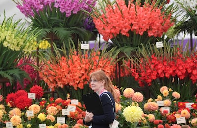 A visitor attends the first autumnal Chelsea Flower Show. Reuters