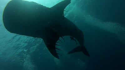 Whale sharks can be seen sometimes during a dive at Dibba Rock. Photo: Mathieu Pique