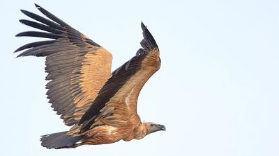 Scientists supported by the Mohammed bin Zayed Species Conservation Fund say all species must be preserved because science has yet to fully grasp the complex roles they play in ecosystems. Photo courtesy Mohamed Bin Zayed Conservation Fund