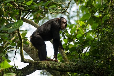 Pathogens such as Ebola virus in primates in Virunga National Park in the Democratic Republic of the Congo are threatening entire ecosystems. Photo: Joseph King