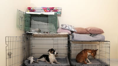 Ms Wright says 10 weeks ago she found three kittens in her college car park and brought them home. She bottle-fed them for eight weeks and two survived.