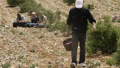 “The damask rose is dying,” says farmer Jamal Abbas.