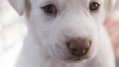 One of the puppies up for rehoming at the kennel. Antonie Robertson / The National