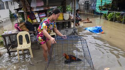 A resident saves a chicken in the aftermath of Super Typhoon Noru in San Ildefonso, Philippines. AFP