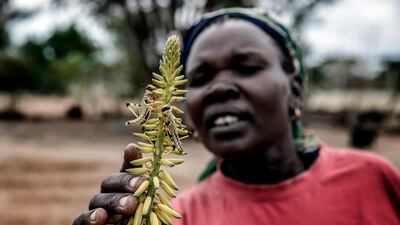 A farmer holds up a crop with locust devouring maize.