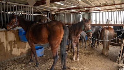 Mr Ifranji has rebuilt a makeshift stable for horses