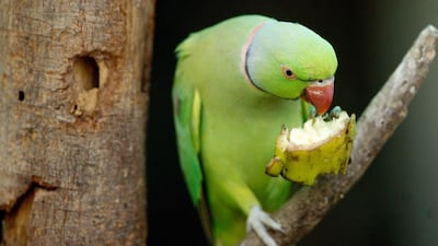An Indian rose-ringed parakeet eats a banana in its enclosure at the Zoological Park in New Delhi. Vets say that as many as nine out of 10 chicks captured will die before they reach pet shops, where the survivors are sold. EPA