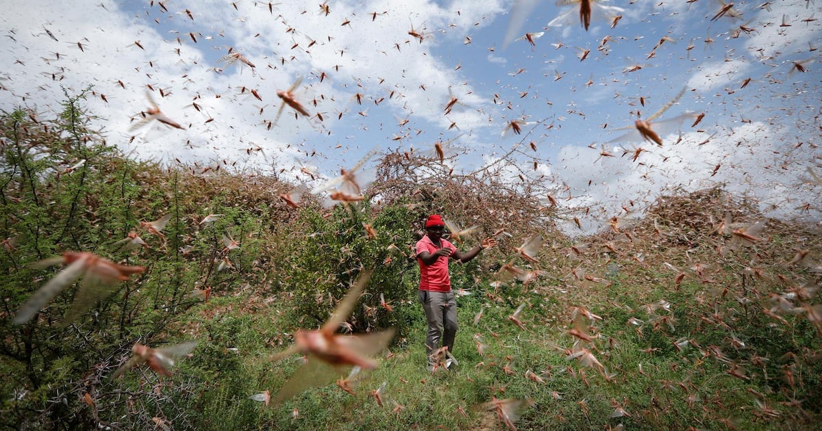 Locust Outbreak UN warns of ‘major shock’ as Africa locust outbreak spreads | The National