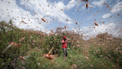 The UN’s Food and Agriculture Organisation says the locust infestation poses an ‘unprecedented threat’ to food security and livelihoods in East Africa. EPA
