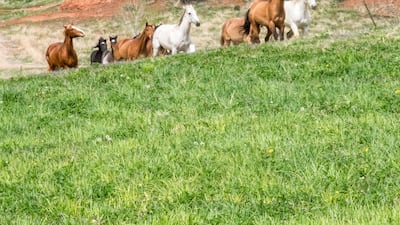 Horses at the ranch. Courtesy Red Reflet Ranch