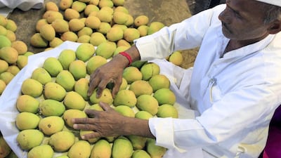 Indian Alphonso mangoes being sorted and packed before they go on sale at Crawford Market. Subhash Sharma for The National