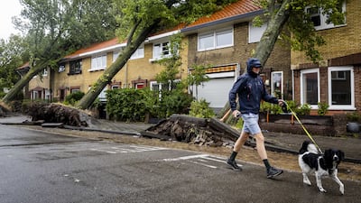 A row of uprooted trees that fell on houses in Haarlem. EPA