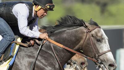 Arrogate works out on Saturday, January 21, 2017, at Santa Anita in Arcadia, California. It his final work in preparation for next Saturday's $12 million Pegasus World Cup Invitational at Gulfstream Park in Hallandale Beach, Florida, and a rematch with California Chrome. Benoit Photo / AP Photo