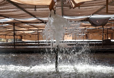 The farm in Al Arad region spans 160,000 square metres and grows dates, pomegranates, courgettes, watermelons, lemons, cabbage and mangoes. Chris Whiteoak / The National