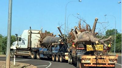 The trees were transported by road from Australia’s Northern Territory to Brisnbane and then by boat to Dubai. Photo: Cycad Enterprises