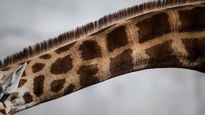 A shows a close-up of a giraffe.