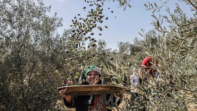 A Palestinian farmer shows off the olive harvest. AFP